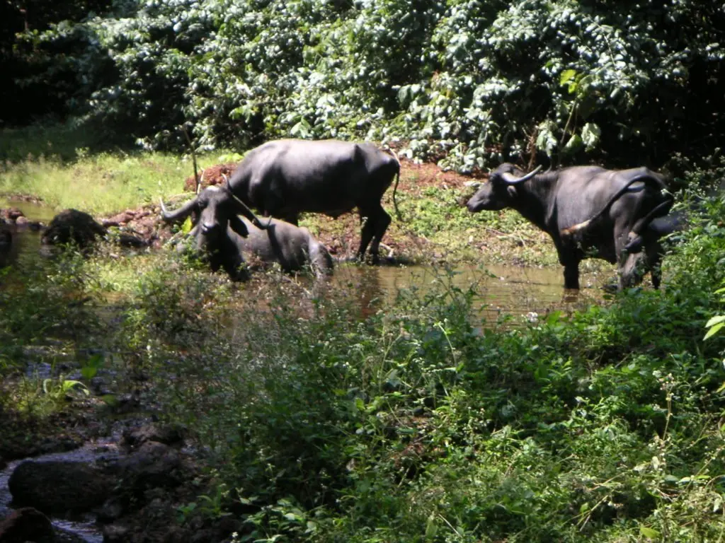 Water buffalo in Maharashtra, India